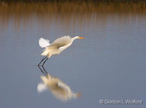 Egret Taking Flight_36727.jpg - Great Egret (Ardea alba) photographed along the Gulf coast near Port Lavaca, Texas, USA.